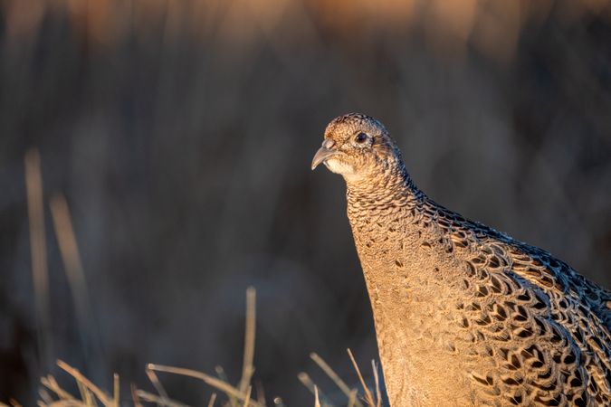 Pheasant portrait in the sun
