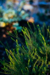 Close up of small evergreen plant