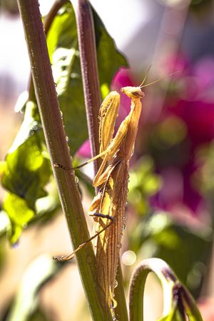 Close up of praying mantis on branch, vertical