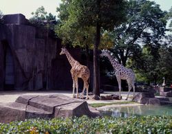 Giraffes at the Milwaukee County Zoo, Milwaukee, Wisconsin 5oDgQ4
