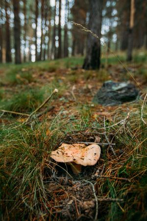 Fresh saffron mil cap (lactarius deliciosus) in pinewood