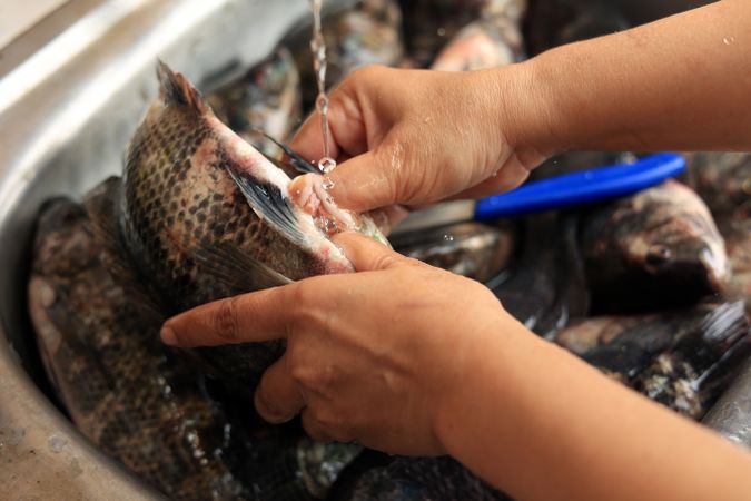 Close Up Cleaning Fish on Water Sink Before Cooking