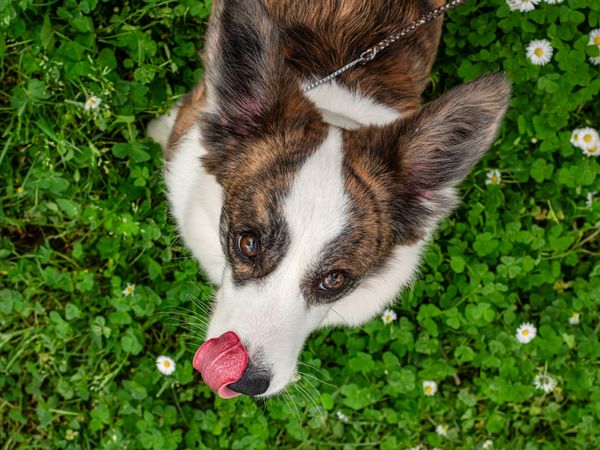Funny corgi cardigan dog playing on a sunny lawn