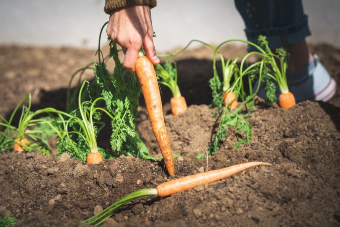 Crop woman harvesting carrot in garden