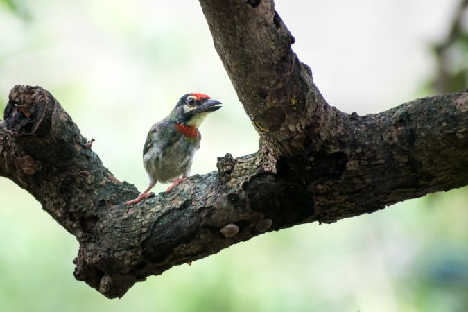 A Coppersmith Barbet sitting on a branch on a tree in Mumbai, India