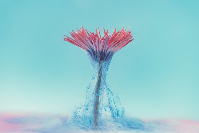 Pink daisy flower with pastel blue ink