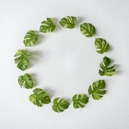 Circle of monstera leaves on light background