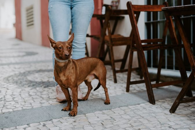 Adorable aged hound with owner on street