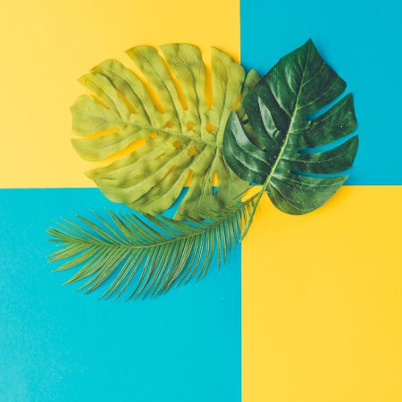 Tropical and palm leaves on cyan and yellow background