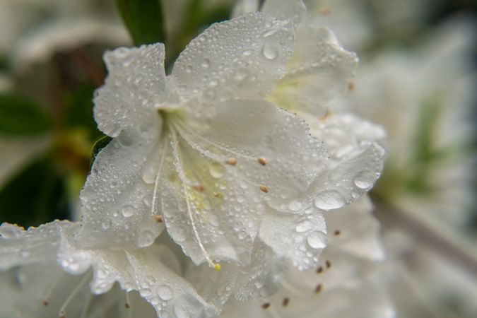 Closeup of a Azalea flower after the rain