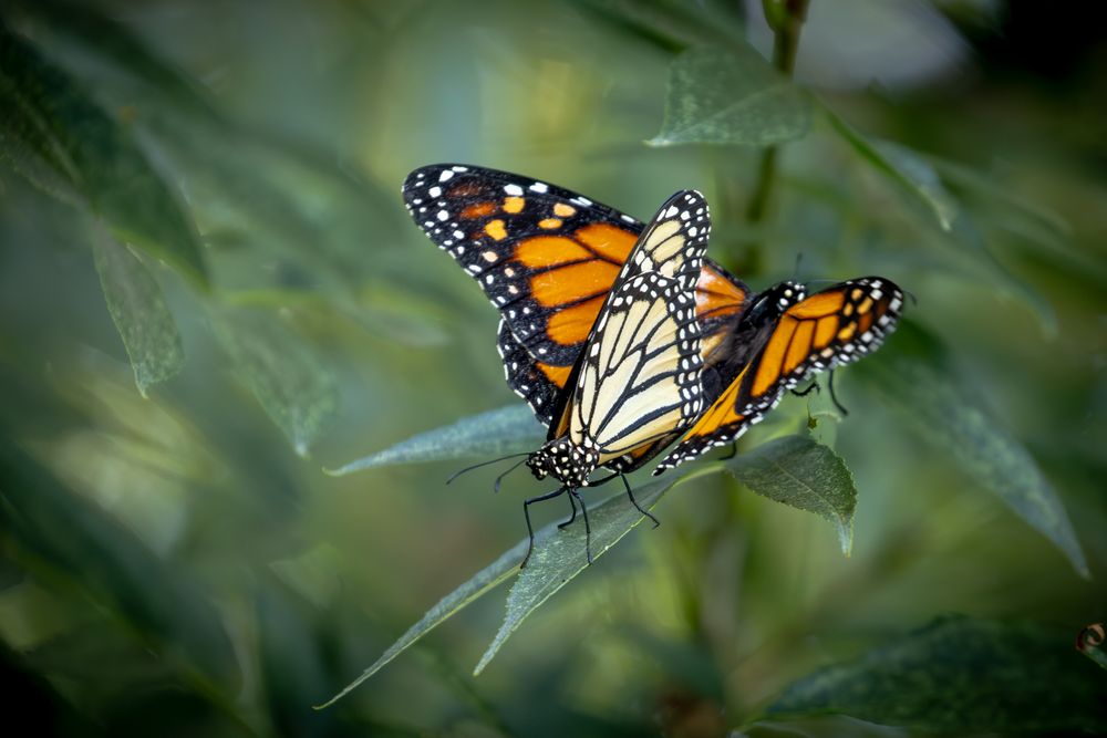 Mating Behavior of Endangered Monarch Butterflies on Green Foliage.
