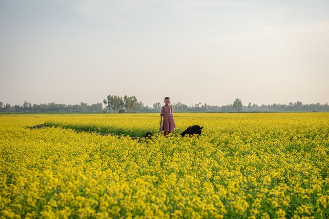 Girl and a dog standing in mustard flower field in Bangladesh