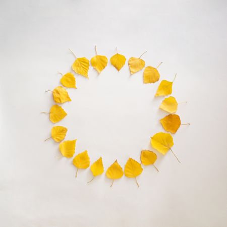 Seasonal flat lay of yellow leaves in a circle on plain background