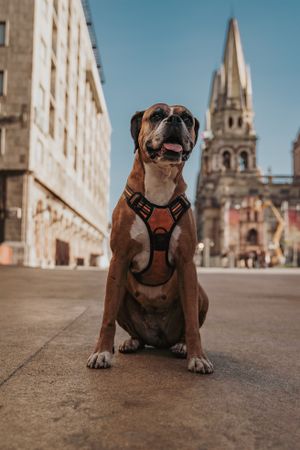 Domestic dog sitting in street