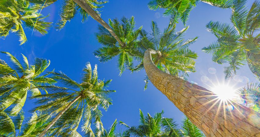 Looking up at palm tree canopy with sunflare, wide