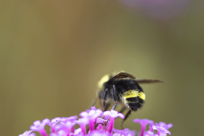 Front view of bumblebee crawling on a purple flower