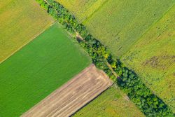 Aerial shot of field