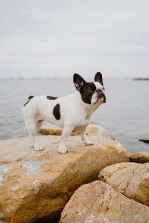 Small dog standing on rocks near sea