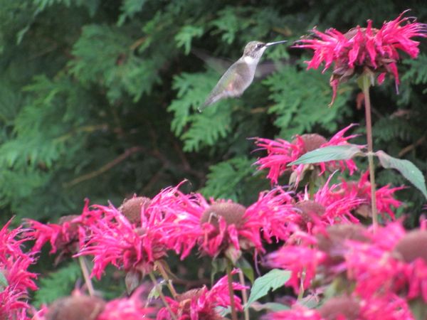 Hummingbird in Flowers
