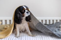 Cavalier Spaniel under a sheet