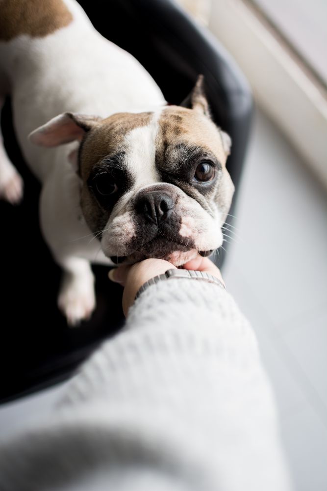 Hand playing with cute dog at home