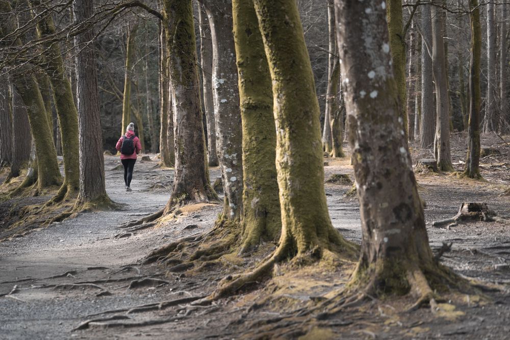 Tourist walking on footpath in forest park