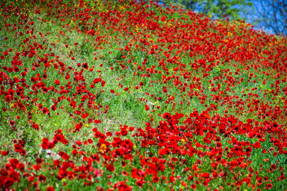 Many red poppy flowers in field