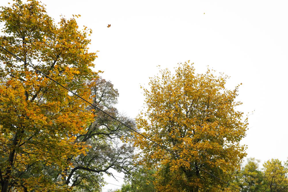 Rainy, autumn, city park in the morning