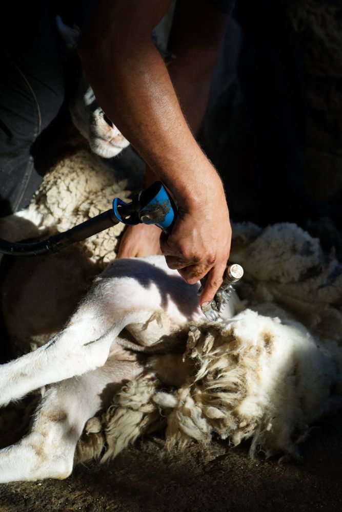 Crop man shearing sheep in barn