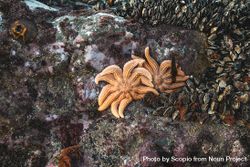 Brown starfish on rock 0VG9N5