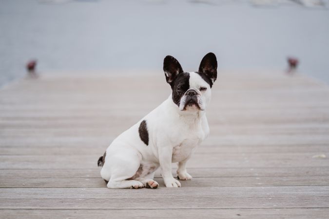Cute dog on pier near sea