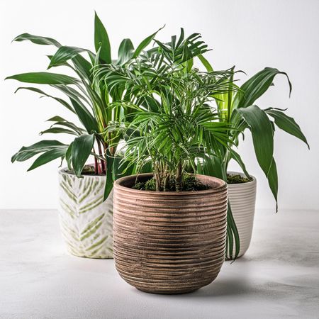 Plants in the vase