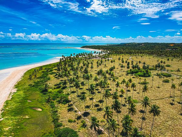 Aerial view of palm trees by the coast