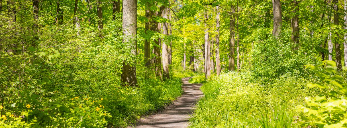 Panoramic shot of path in a lush green forest