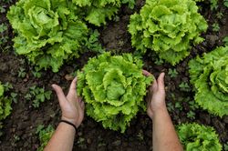 Lettuce green leaves on loose brown bed
