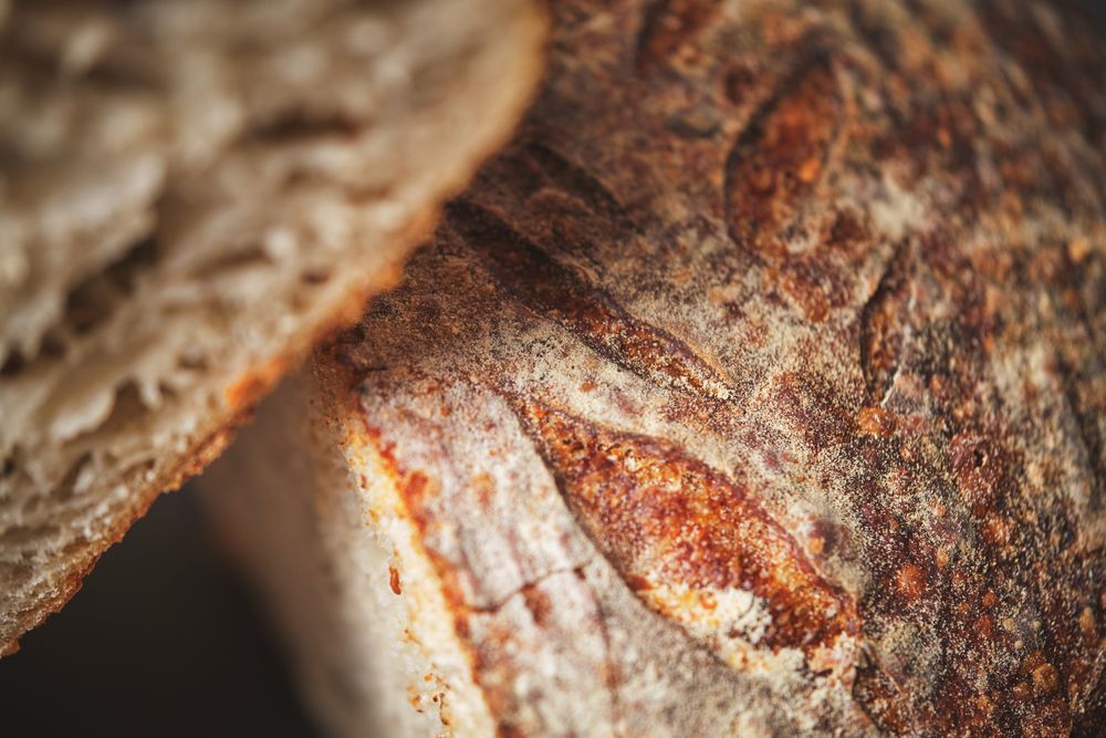 Organic sourdough bread crumb with whole wheat flour
