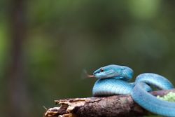 blue viper snake in the forest coiled around a tree trunk,