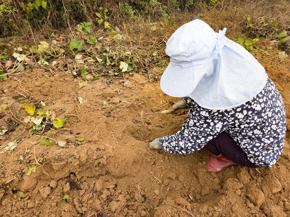 Crops grown by a farmer in his garden