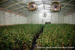 Large fans above rows of drying marijuana 5kOKQ5