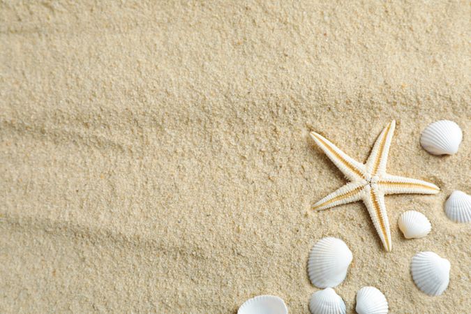 Clear sea sand with starfish and seashells, space for text and top view. Summer vacation background