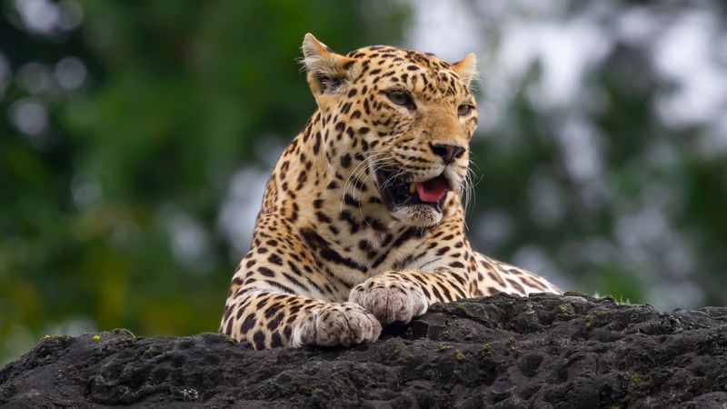 Leopard On Rocks