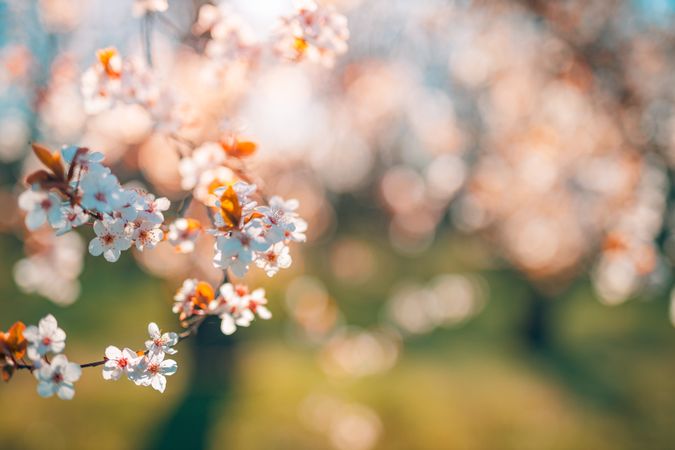 Cherry blossom flower with copy space and selective focus