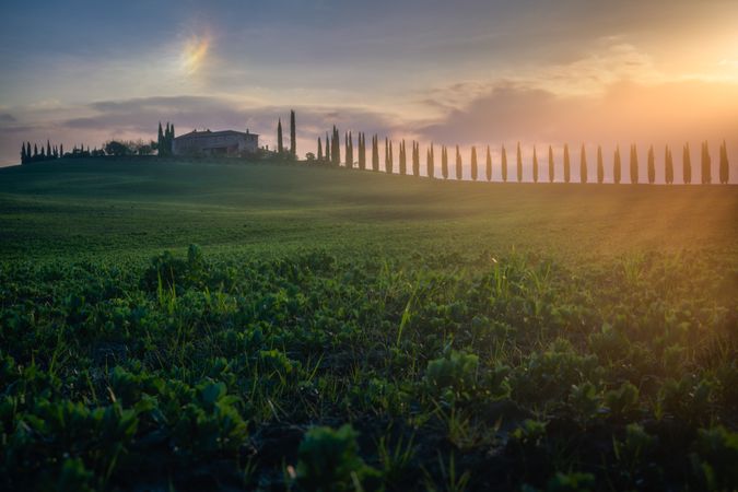 Peaceful green field in bright sunlight