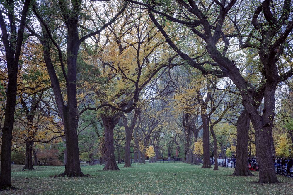 Central Park in New York, New York