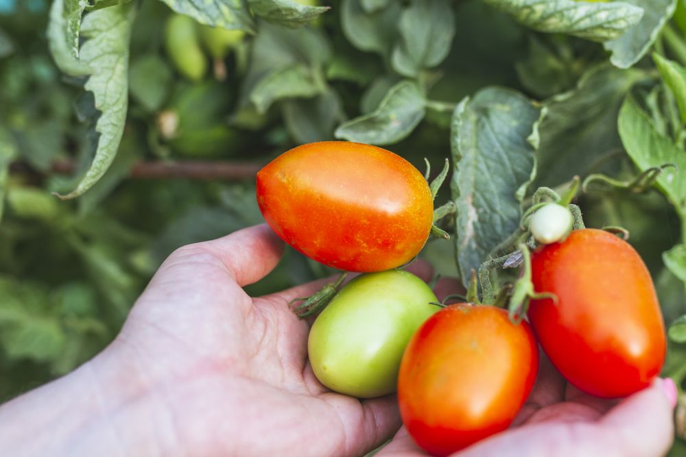 Shiny red tomatoes on green bunch in hands