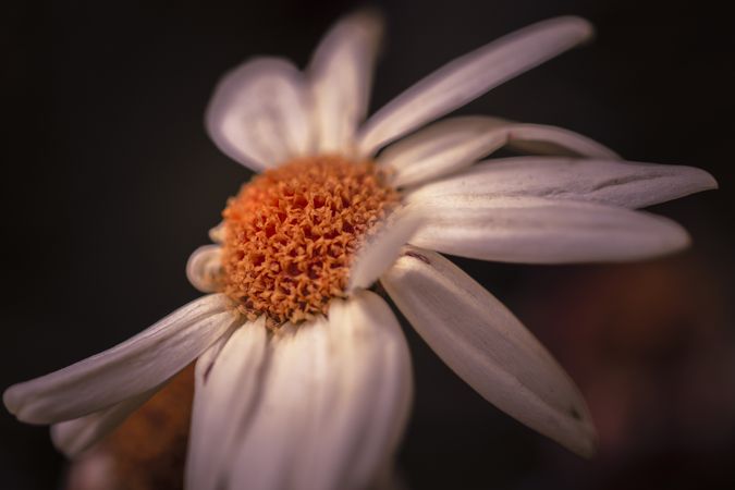 Macro shot of daisy at the beginning stages of wilting