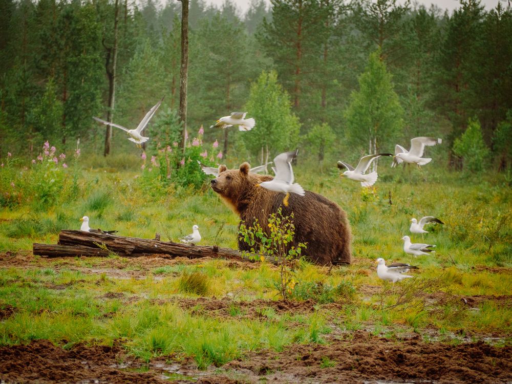 Big brown bear with seagulls flying around