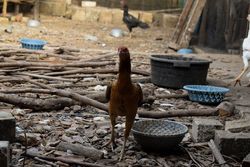 Chicken walking next to bowls