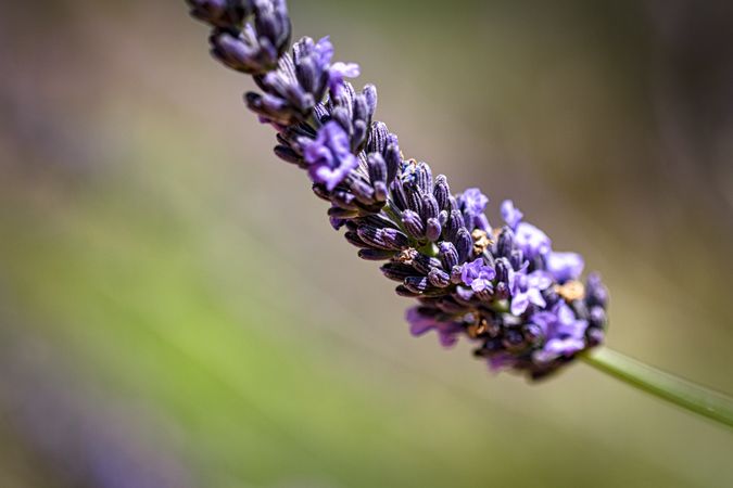 Side view of one purple lavender flower with selective focus