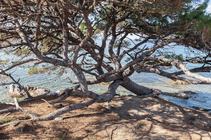 Green tree on picturesque coastline